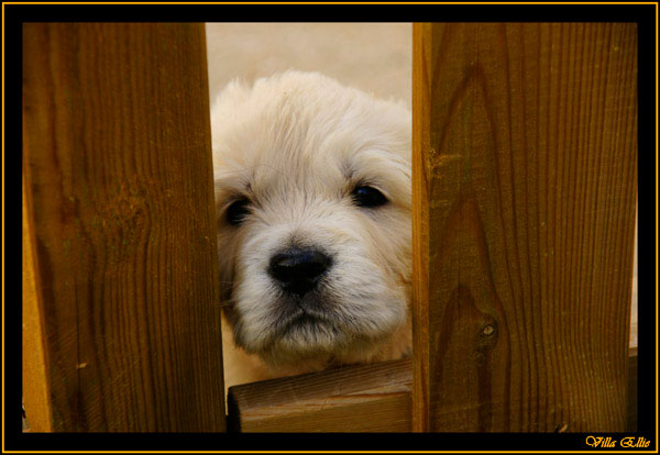 comprar golden retriever villa ellie